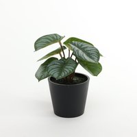 Mini Artificial Potted House Plant - Calathea / Calathea
