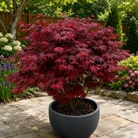 Purple Maple Tree Acer Plant - Purple