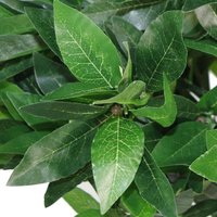 Pair of Twisted Trunk Artificial Topiary Bay Laurel Ball Trees - Green Twisted