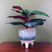 Artificial Ficus Plant Potted in Teal Blue Green Ceramic Planter - Blue