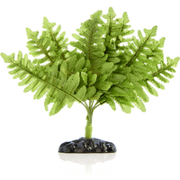 Swell Reptiles Boston Fern Plant - Green