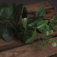 Cineraria Eucalyptus Spray Artificial Greenery - Green