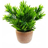 Foliage Honey Plant Dark Green in Terracotta Pot - Green