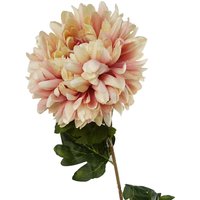 Single Extra Large Reflex Chrysanthemum - Pink Chrysanthemum