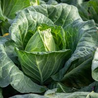 Marshalls Garden Lollo Rossa Lettuce Seeds - Crimson-edged, Fast-growing, approx. 300 seeds - Green