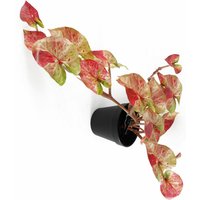 Leaf Artificial Trailing Hanging Plant Realistic Pink Splash Caladium - Green