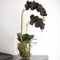 Artificial Double Phalaenopsis Orchid Plant in Moss-Filled Vase - Black
