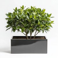 Zinc Galvanised Platinum Black Trough Planter - Black / 75cm