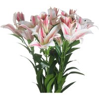 Stargazer Lily - White