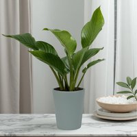 Ceramic Indoor Matt Grey Plant Pot - 12cm