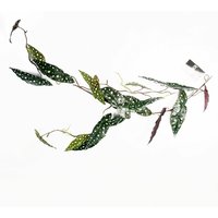 Leaf Artificial Trailing Hanging Begonia Maculata Spotted Plant Realistic - Green