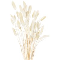 Dried Natural Bunny Tail Bunch Delicate Filler - White