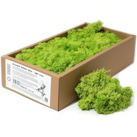 Decorative Reindeer Moss Light - Green