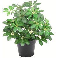 Dark Green Artificial Schefflera Arboricola Plant - Green