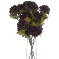 Chocolate Chrysanthemum - Brown