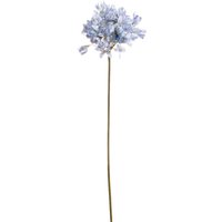 Large Headed Agapanthus Delicate Floral - Light Blue