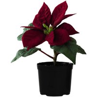 Artificial Mini Poinsettia Plant in Pot - Red