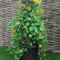 Tower Pot Kit Planter with Support Trellis - Black and Gold / 3