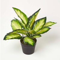 Homescapes Dieffenbachia Dumb Cane Plant in Pot, 50 cm Tall - Green