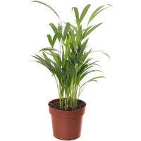 Areca Palm Indoor House Plant - Green / 30 - 40 cm