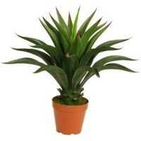 Leaf Design UK Artificial Yukka Tropical House Plant - 60cm Deluxe Yukka / 60cm / 50cm