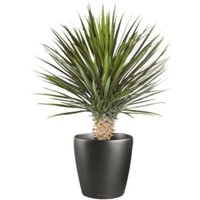 Leaf Design UK Artificial Yukka Tropical House Plant - 75cm Dracaena Plant / 75cm / 35cm