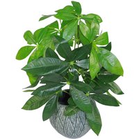 Artificial Money Tree Plant with Evergreen Leaves - Jade Plant
