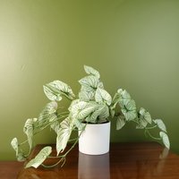 Leaf Artificial Trailing Plant Realistic Variegated Potted Alocasia - Green