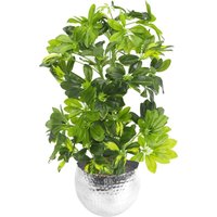 Artificial Arboricola Gold Capella Plant - Green With Silver Planter / 65cm