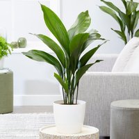 Aspidistra Elatior Exotic Indoor House Plant - Green / 50 - 60 cm