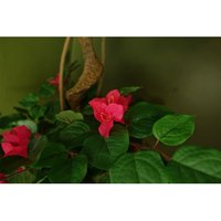 Pink Japanese Artificial Silk Bougainvillea Tree - Japanese Blossom