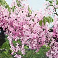 Wisteria Showa-beni Silky Wisteria Pink Flowering Vine Plant - Green