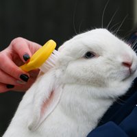 Small Animal Bristle Brush - Yellow