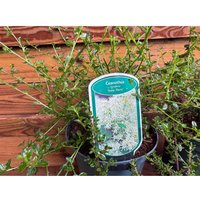 5x Mixed Large Ceanothus Lilac Shrubs in 23L Pots By Direct Plants - Green