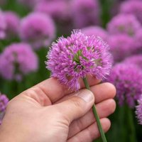 Marshalls Garden Allium 'Millennium' (Allium senescens) - Purple