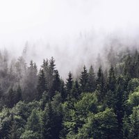 Foggy Forest Wall Mural - Green