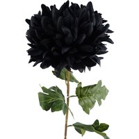 Single Extra Large Reflex Chrysanthemum - Black Chrysanthemum