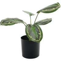 Ctenanthe Potted House Plant - Green