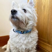 Pretty Pup London Adjustable Dog Collar - Blue Swirl - Powder Blue / Medium