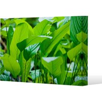 Green leaf background abstract of nature Canvas Print - Green / 91cm / 61cm
