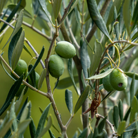 Mini Olive Bush Mediterranean Evergreen Patio Shrub - Silver Green