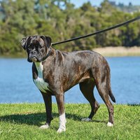 Padded Leather Dog Collar - Black