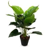 Artificial Queen of Hearts Plant in Black Pot - Green