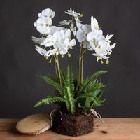 Large Orchid and Fern Artificial Plant in Moss Covered Rootball - White