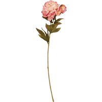 Open Peony - White or Pink