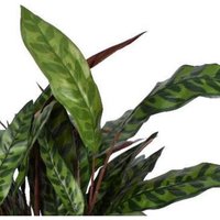 Artificial Fire Resistant Plants by Leaf UK - 90cm Fire Resist Peacock Bush / 10cm / 90cm