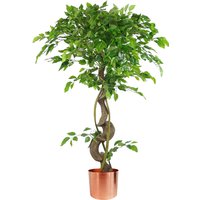 Twisted Trunk Artificial Japanese Fruticosa Style Ficus Tree Copper Pot - Green