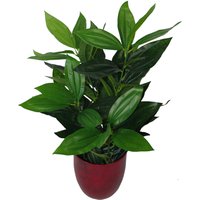 Large Bushy Artificial Evergreen House Plant - Green