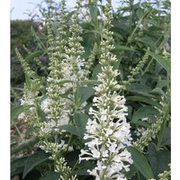 Buddleja Argus White