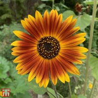 Sunflower Earth Walker - Seeds